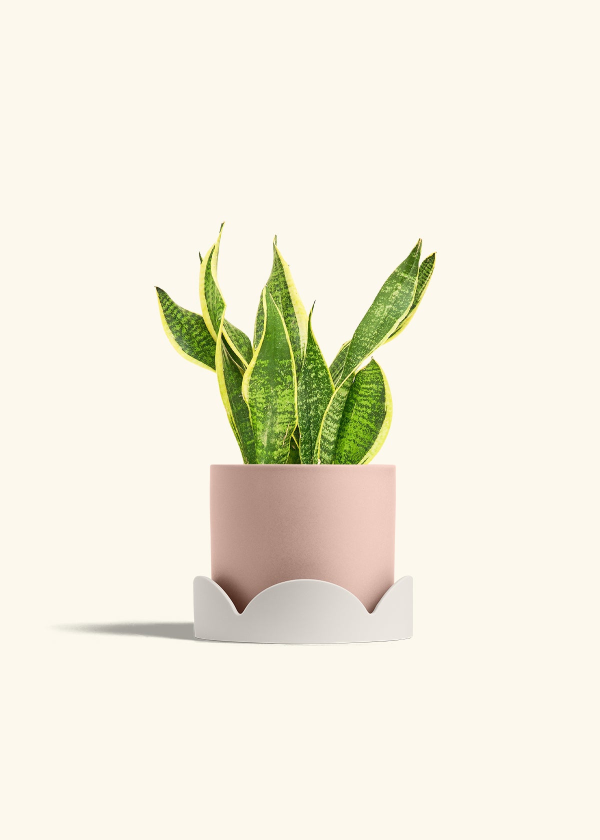 Snake Plant Laurentii in a 6 inches Pink Classic Cylinder Planter in a Oat Petal Drip Tray