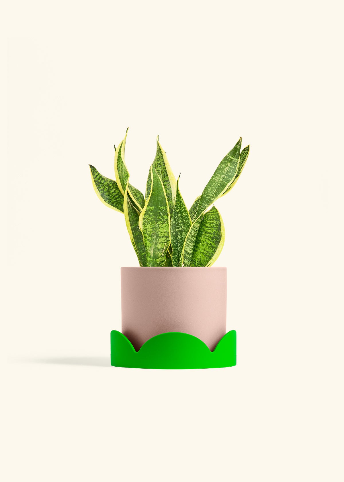 Snake Plant Laurentii in a 6 inches Pink Classic Cylinder Planter in a Shamrock Petal Drip Tray