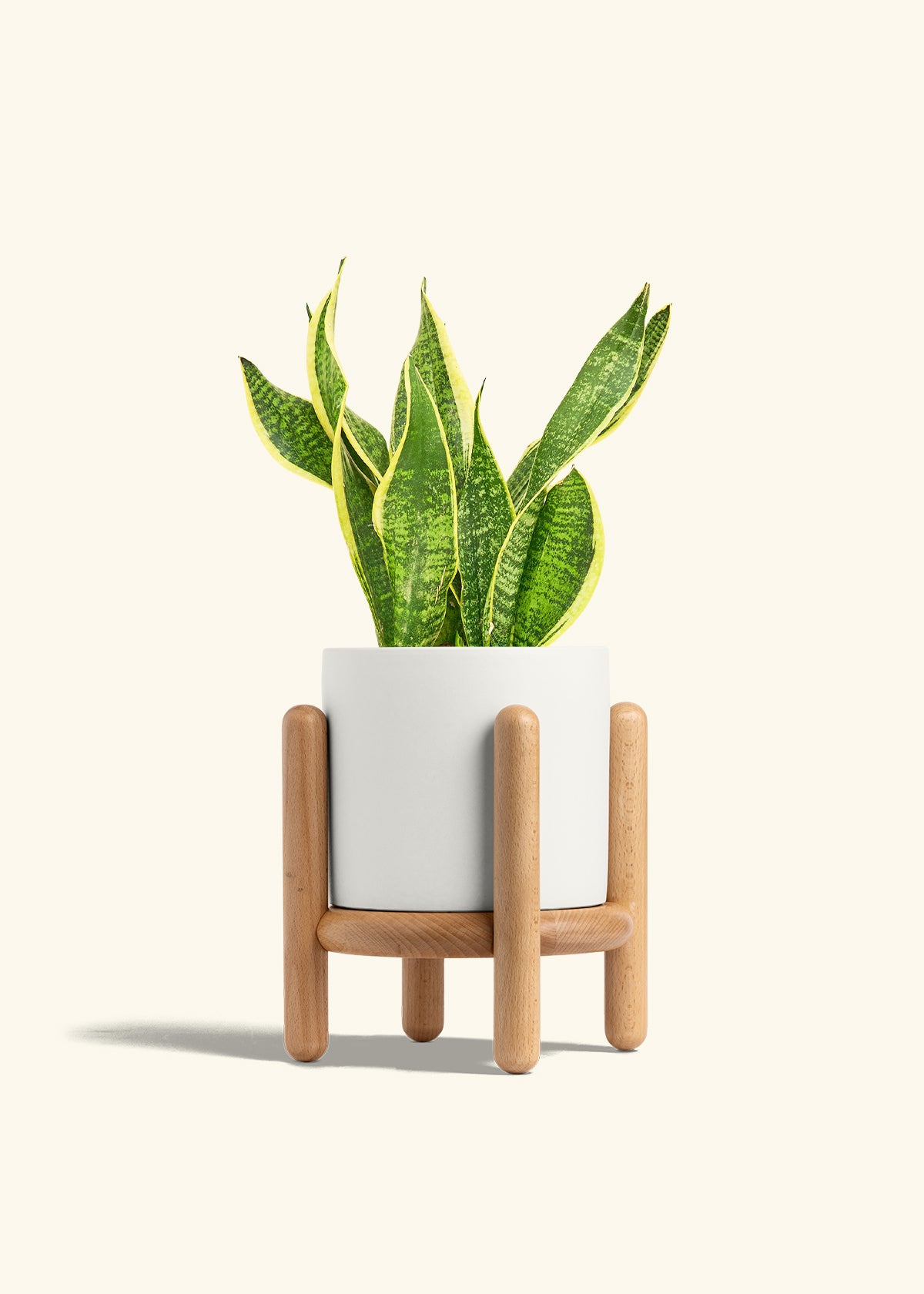 Snake Plant Laurentii in a 6 inches White Classic Cylinder Planter in a Beech Wood Stand