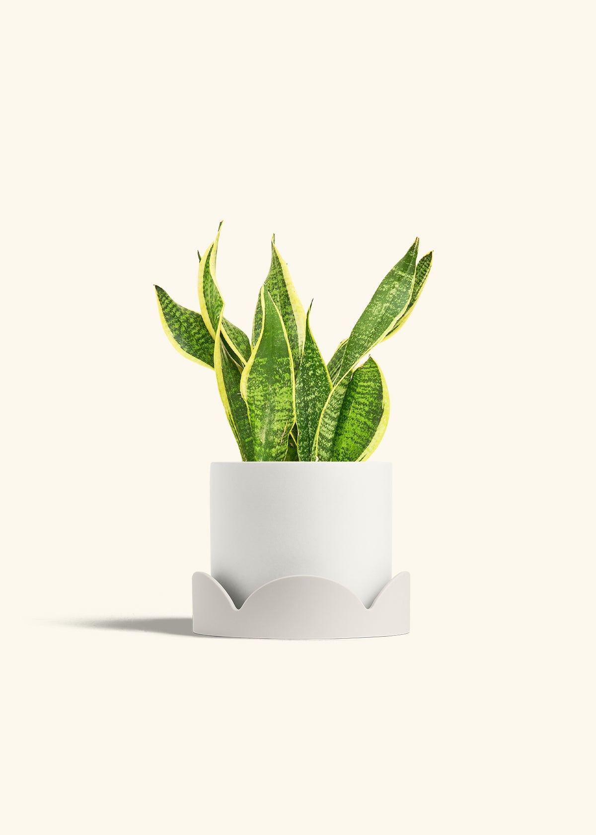 Snake Plant Laurentii in a 6 inches White Classic Cylinder Planter in a Oat Petal Drip Tray