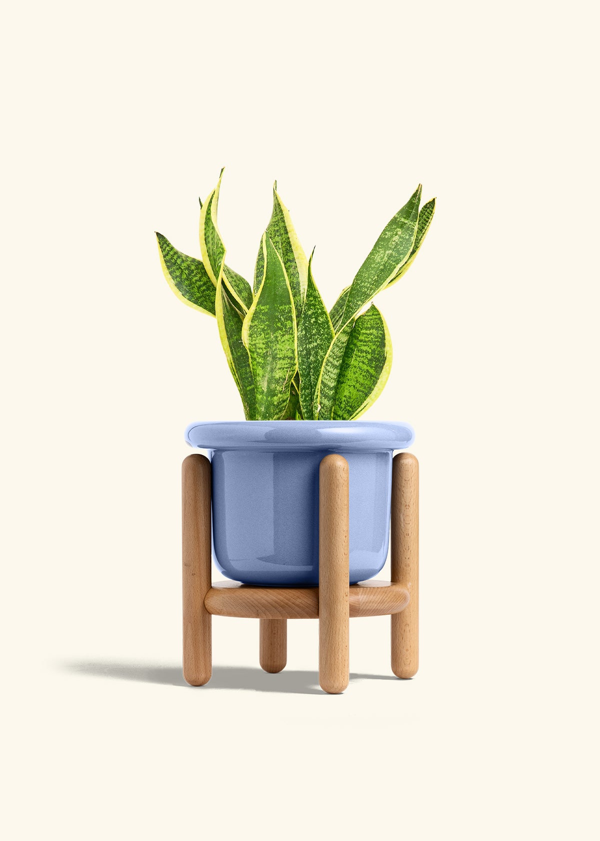 Snake Plant Laurentii in a 6 inches Fat Lip Blue Planter in a Beech Wood Stand