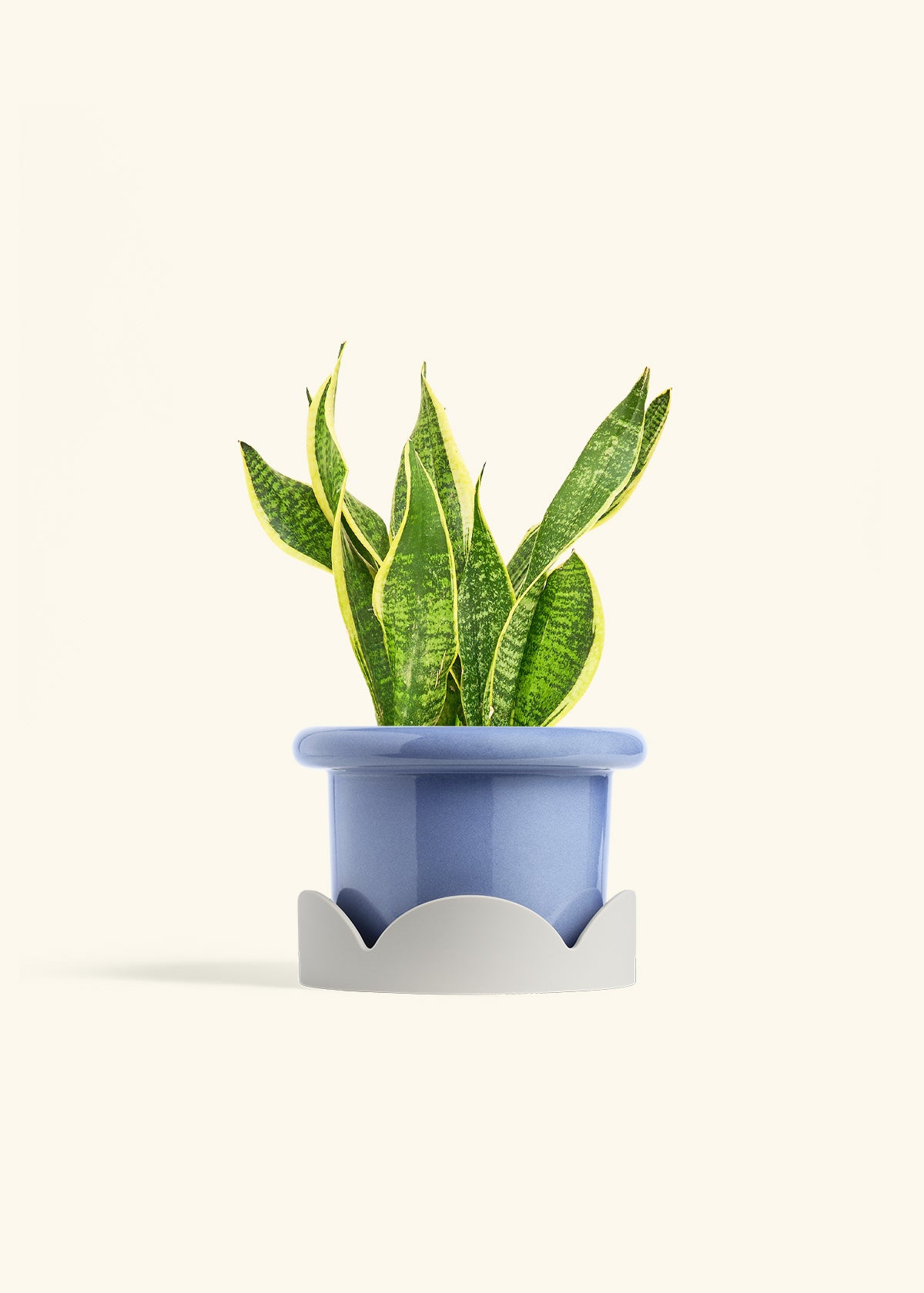 Snake Plant Laurentii in a 6 inches Fat Lip Blue Planter in a Oat Petal Drip Tray