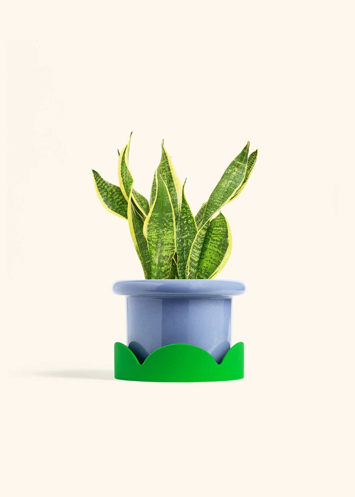 Snake Plant Laurentii in a 6 inches Fat Lip Blue Planter in a Shamrock Petal Drip Tray