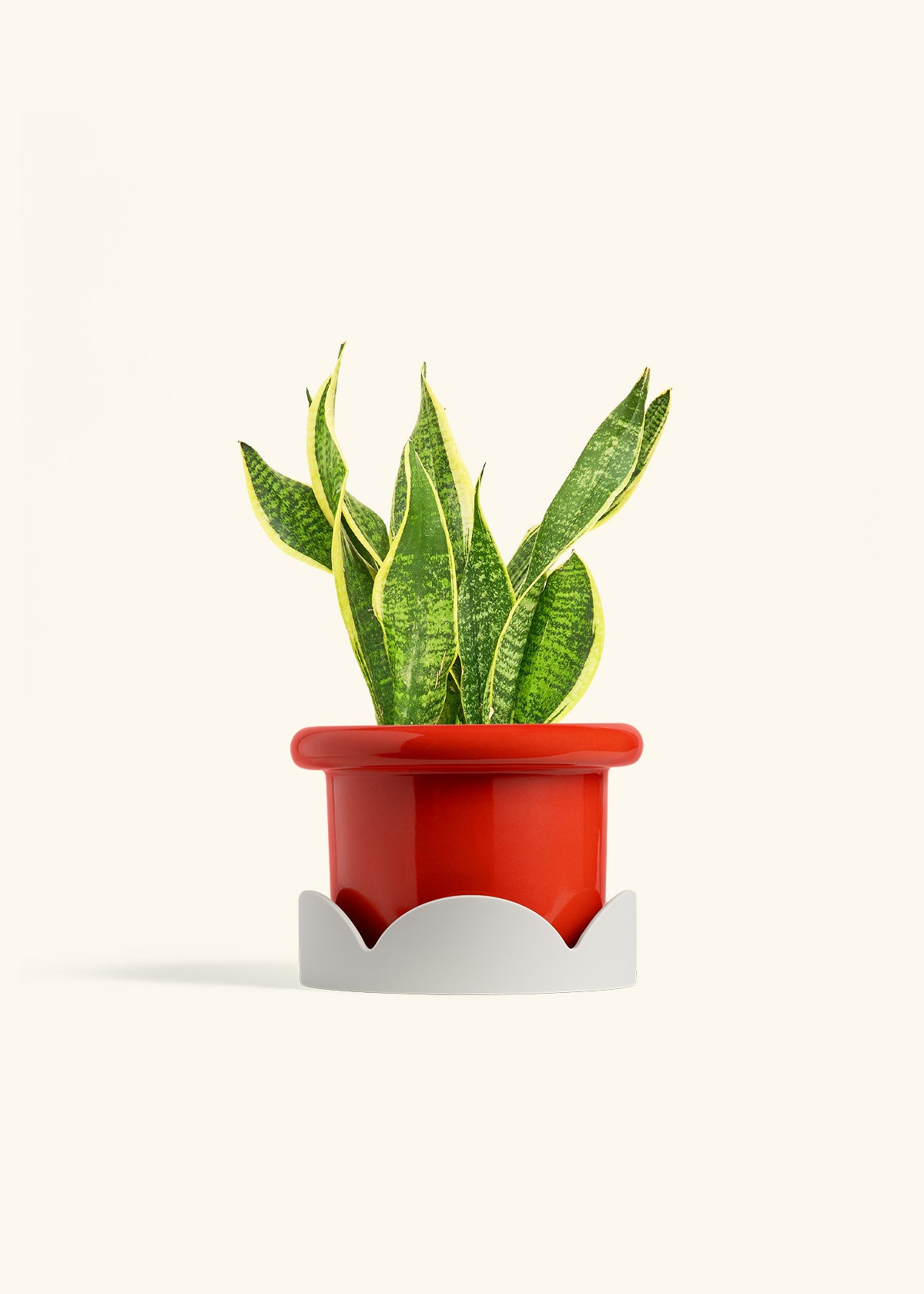 Snake Plant Laurentii in a 6 inches Fat Lip Red Planter in a Oat Petal Drip Tray
