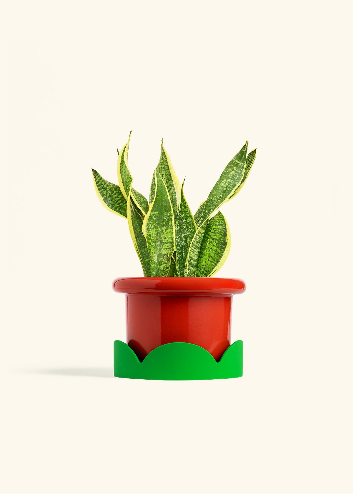 Snake Plant Laurentii in a 6 inches Fat Lip Red Planter in a Shamrock Petal Drip Tray
