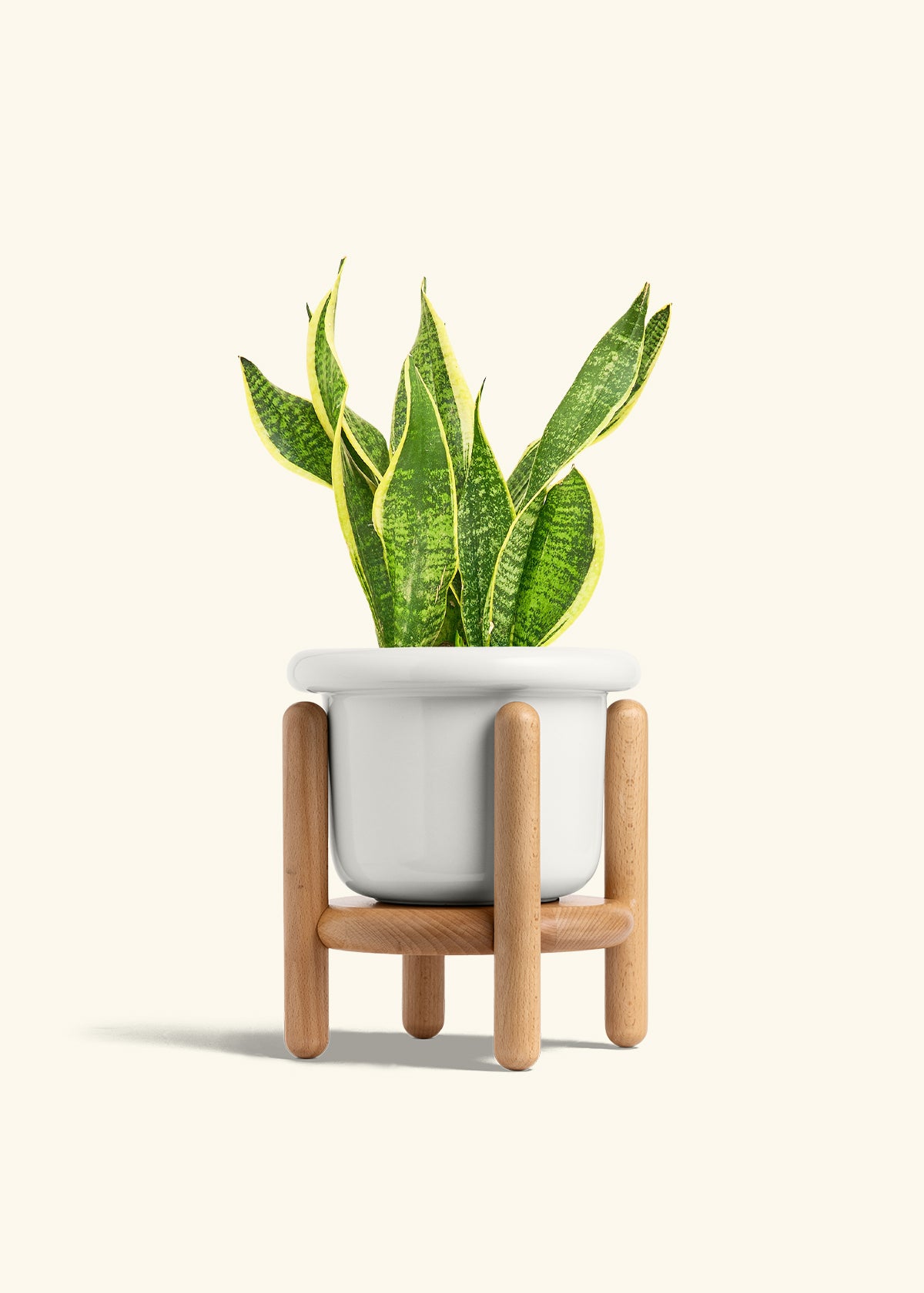 Snake Plant Laurentii in a 6 inches Fat Lip White Planter in a Beech Wood Stand
