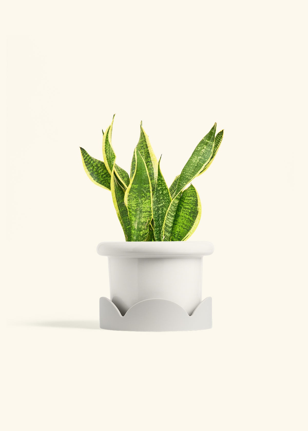 Snake Plant Laurentii in a 6 inches Fat Lip White Planter in a Oat Petal Drip Tray