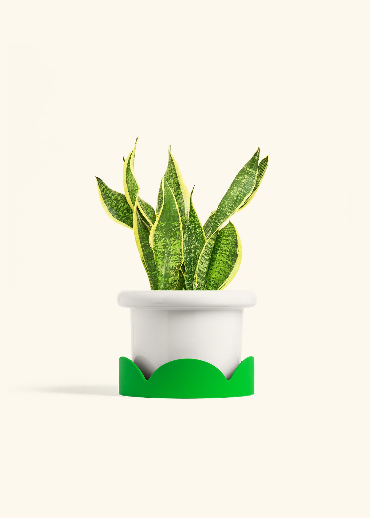 Snake Plant Laurentii in a 6 inches Fat Lip White Planter in a Shamrock Petal Drip Tray