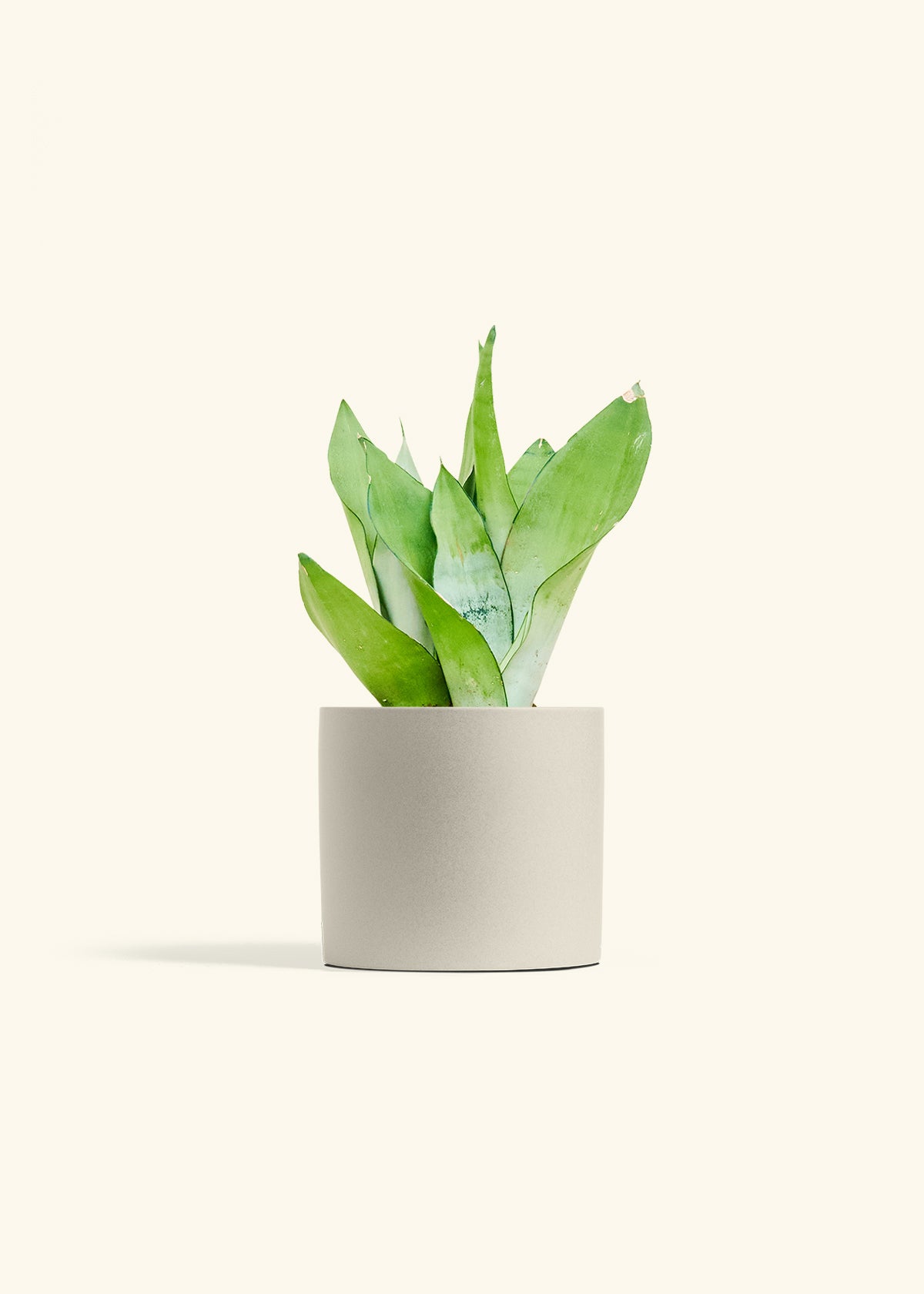Moonshine Snake Plant in a 6 inches Oat Classic Cylinder Planter 