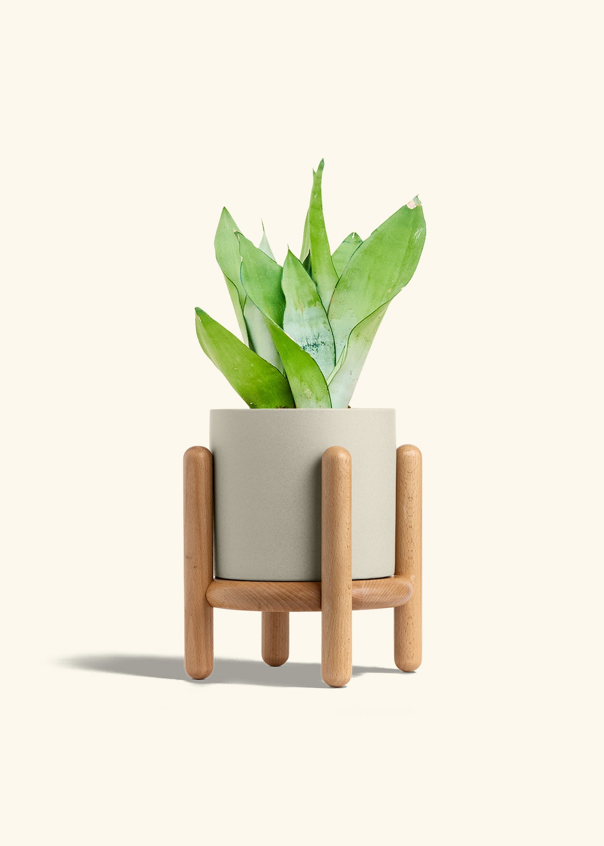 Moonshine Snake Plant in a 6 inches Oat Classic Cylinder Planter in a Beech Wood Stand