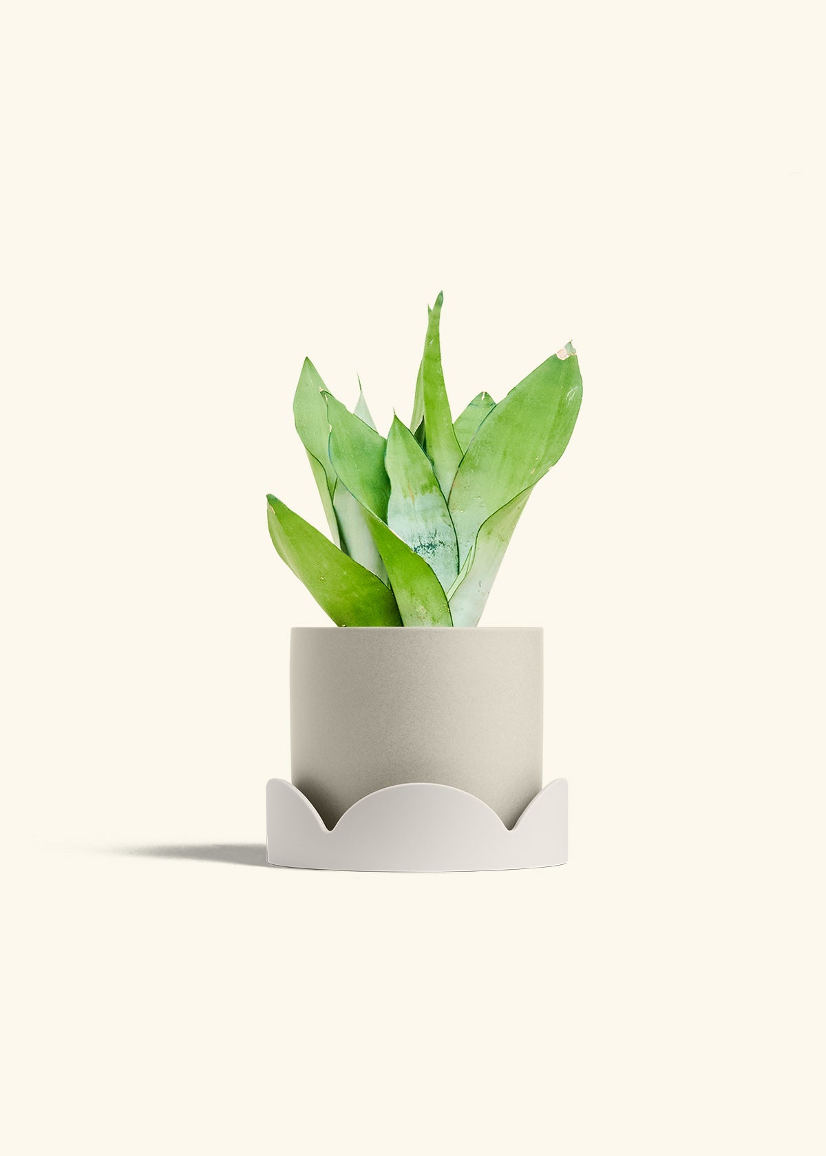 Moonshine Snake Plant in a 6 inches Oat Classic Cylinder Planter in a Oat Petal Drip Tray