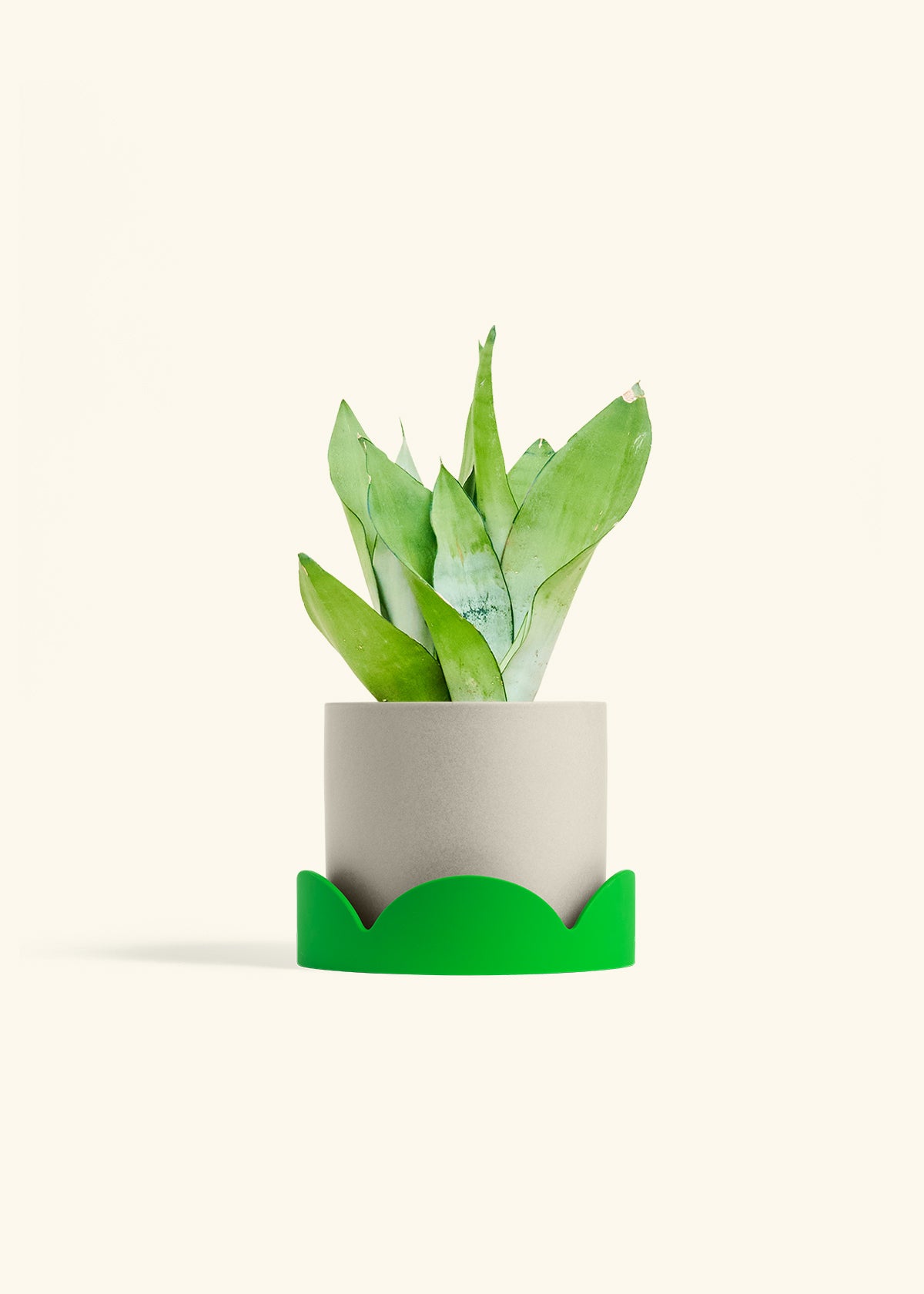 Moonshine Snake Plant in a 6 inches Oat Classic Cylinder Planter in a Shamrock Petal Drip Tray