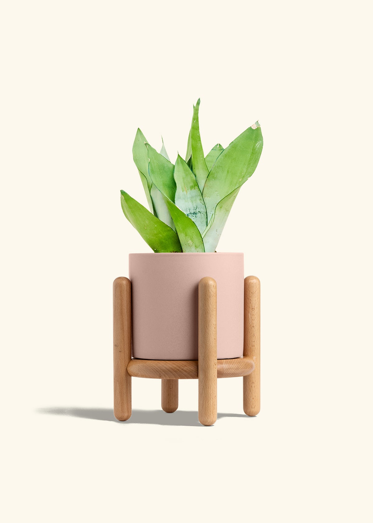 Moonshine Snake Plant in a 6 inches Pink Classic Cylinder Planter in a Beech Wood Stand