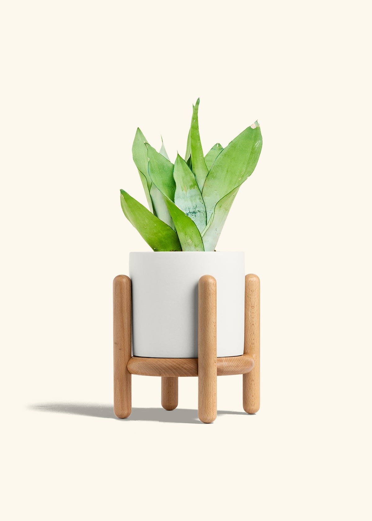 Moonshine Snake Plant in a 6 inches White Classic Cylinder Planter in a Beech Wood Stand