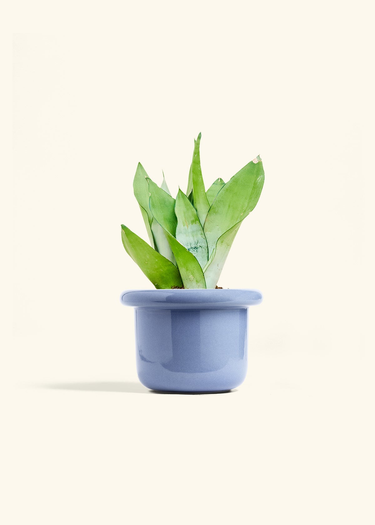 Moonshine Snake Plant in a 6 inches Fat Lip Blue Planter 