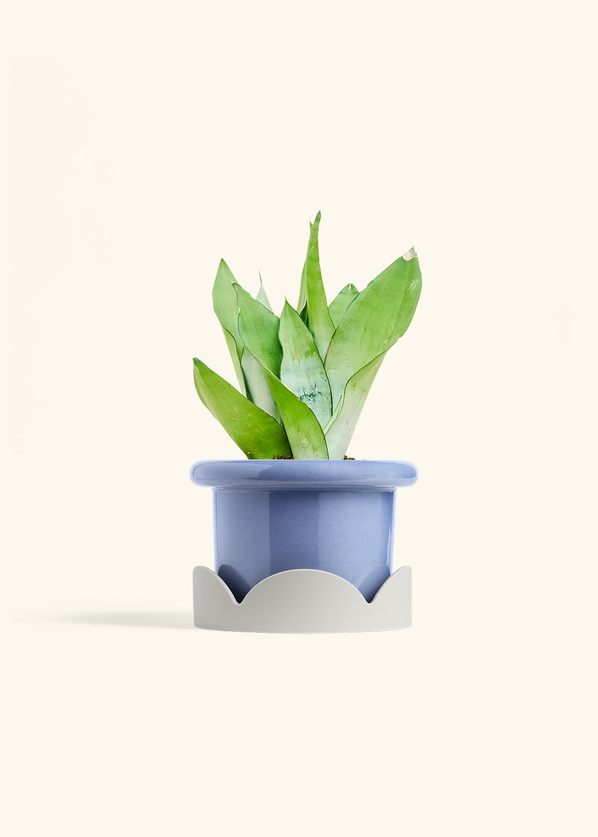 Moonshine Snake Plant in a 6 inches Fat Lip Blue Planter in a Oat Petal Drip Tray