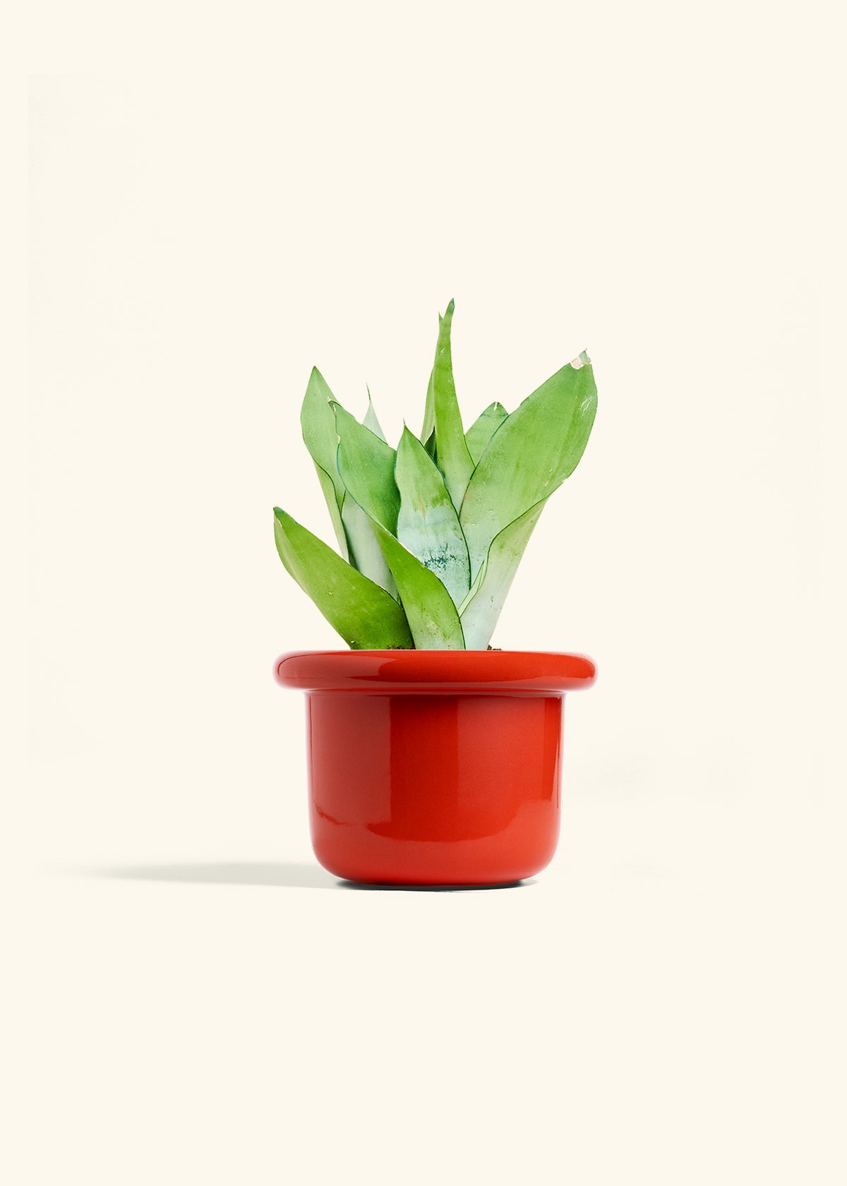 Moonshine Snake Plant in a 6 inches Fat Lip Red Planter 