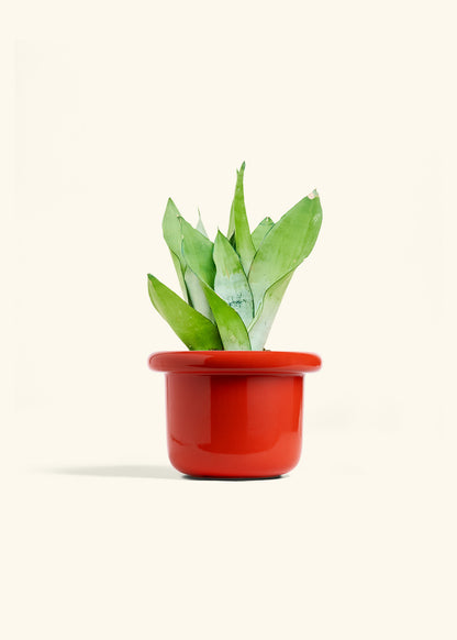 Moonshine Snake Plant in a 6 inches Fat Lip Red Planter 