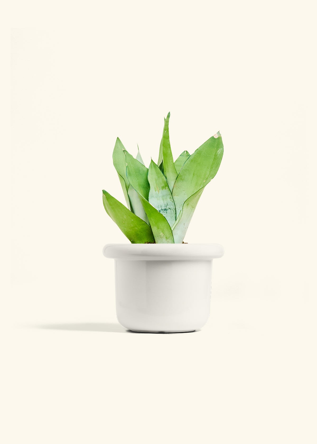 Moonshine Snake Plant in a 6 inches Fat Lip White Planter 