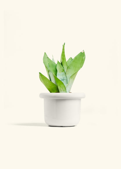 Moonshine Snake Plant in a 6 inches Fat Lip White Planter 