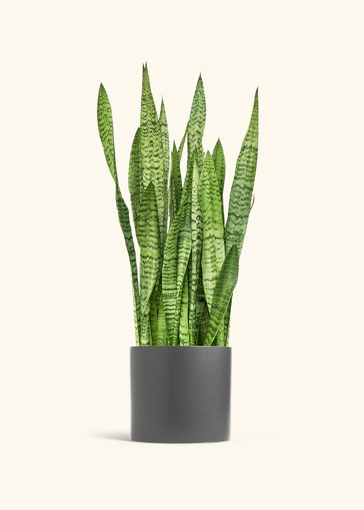 Snake Plant Zeylanica in a 10 inches Charcoal Classic Cylinder Planter
