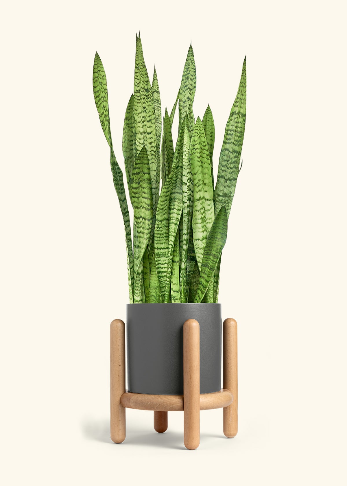 Snake Plant Zeylanica in a 10 inches Charcoal Classic Cylinder Planter in a Beech Wood Stand