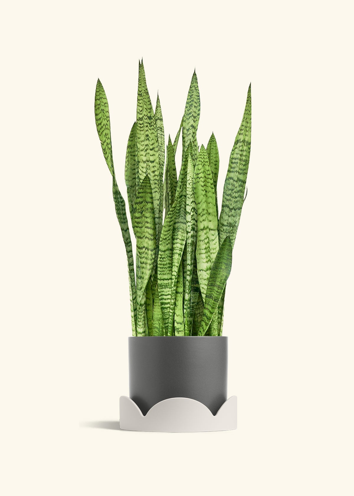 Snake Plant Zeylanica in a 10 inches Charcoal Classic Cylinder Planter in a Oat Petal Drip Tray