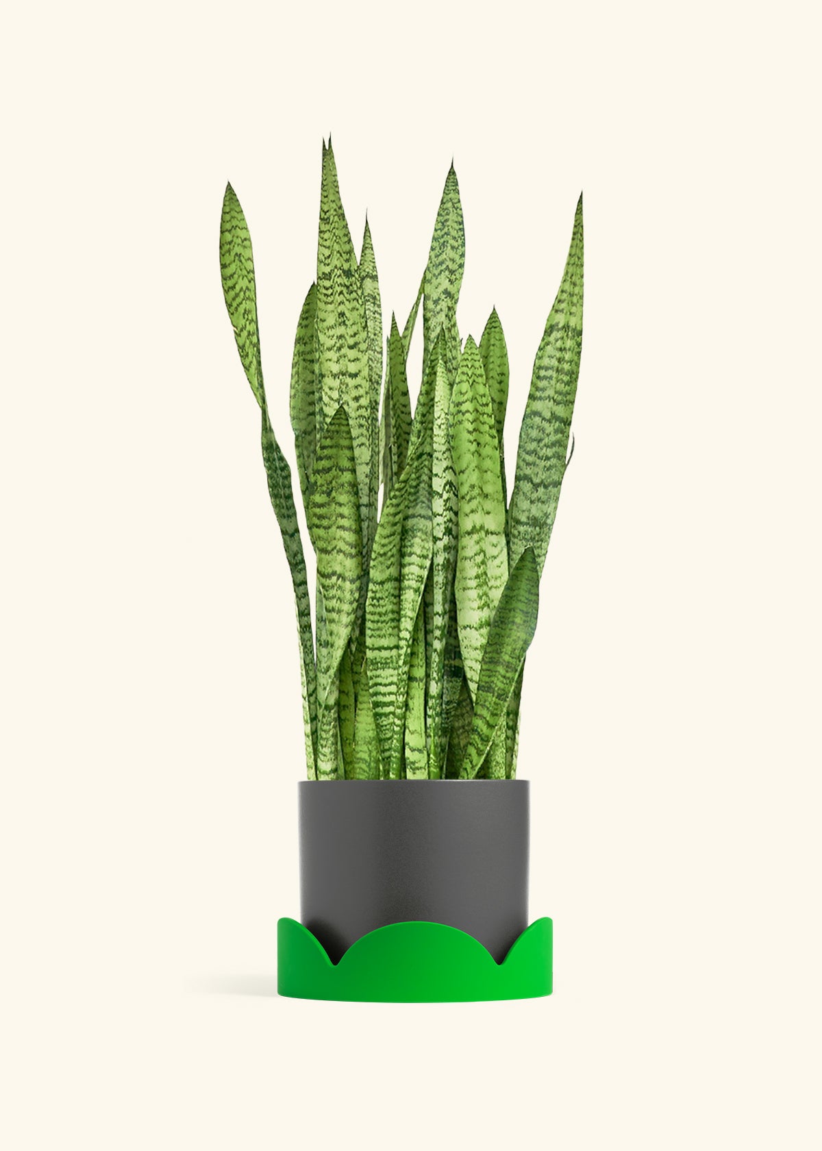 Snake Plant Zeylanica in a 10 inches Charcoal Classic Cylinder Planter in a Shamrock Petal Drip Tray