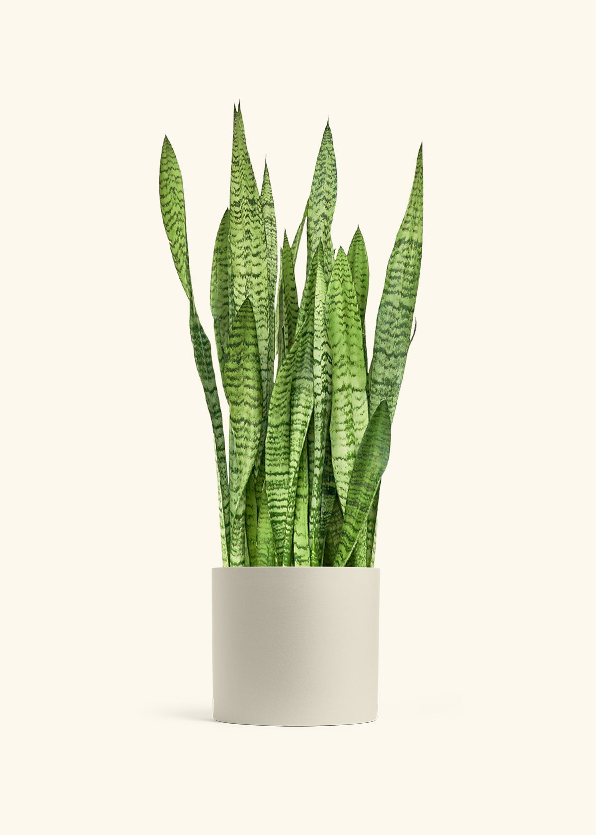 Snake Plant Zeylanica in a 10 inches Oat Classic Cylinder Planter
