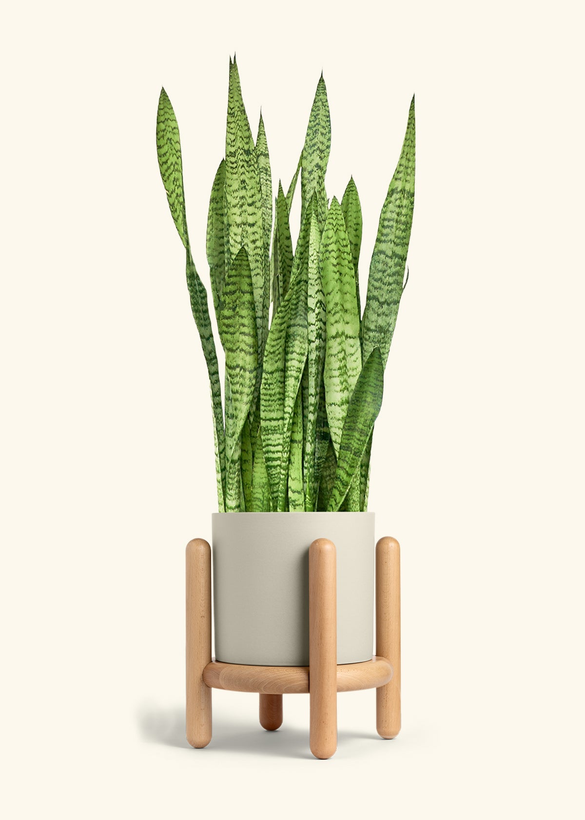 Snake Plant Zeylanica in a 10 inches Oat Classic Cylinder Planter in a Beech Wood Stand