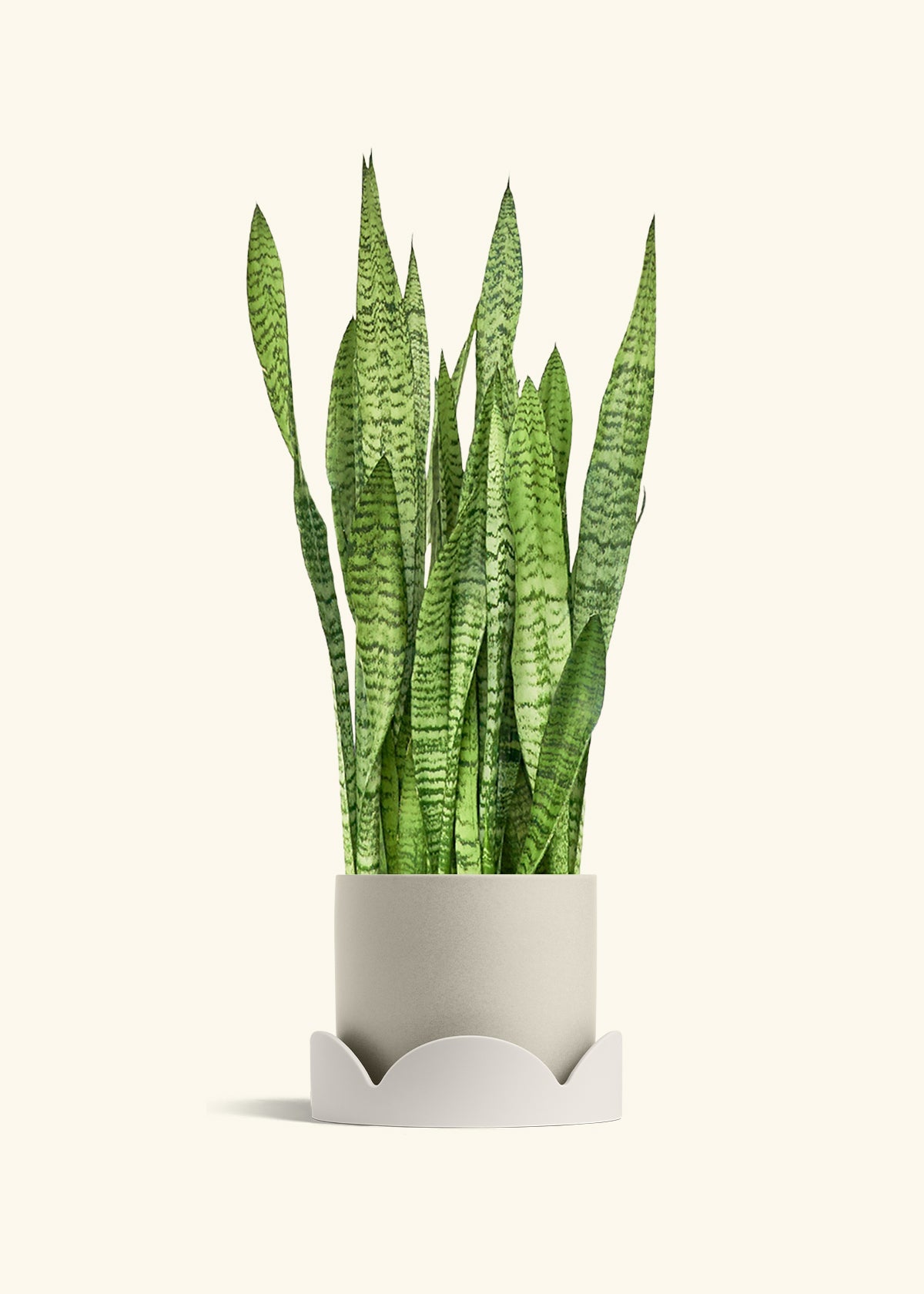 Snake Plant Zeylanica in a 10 inches Oat Classic Cylinder Planter in a Oat Petal Drip Tray