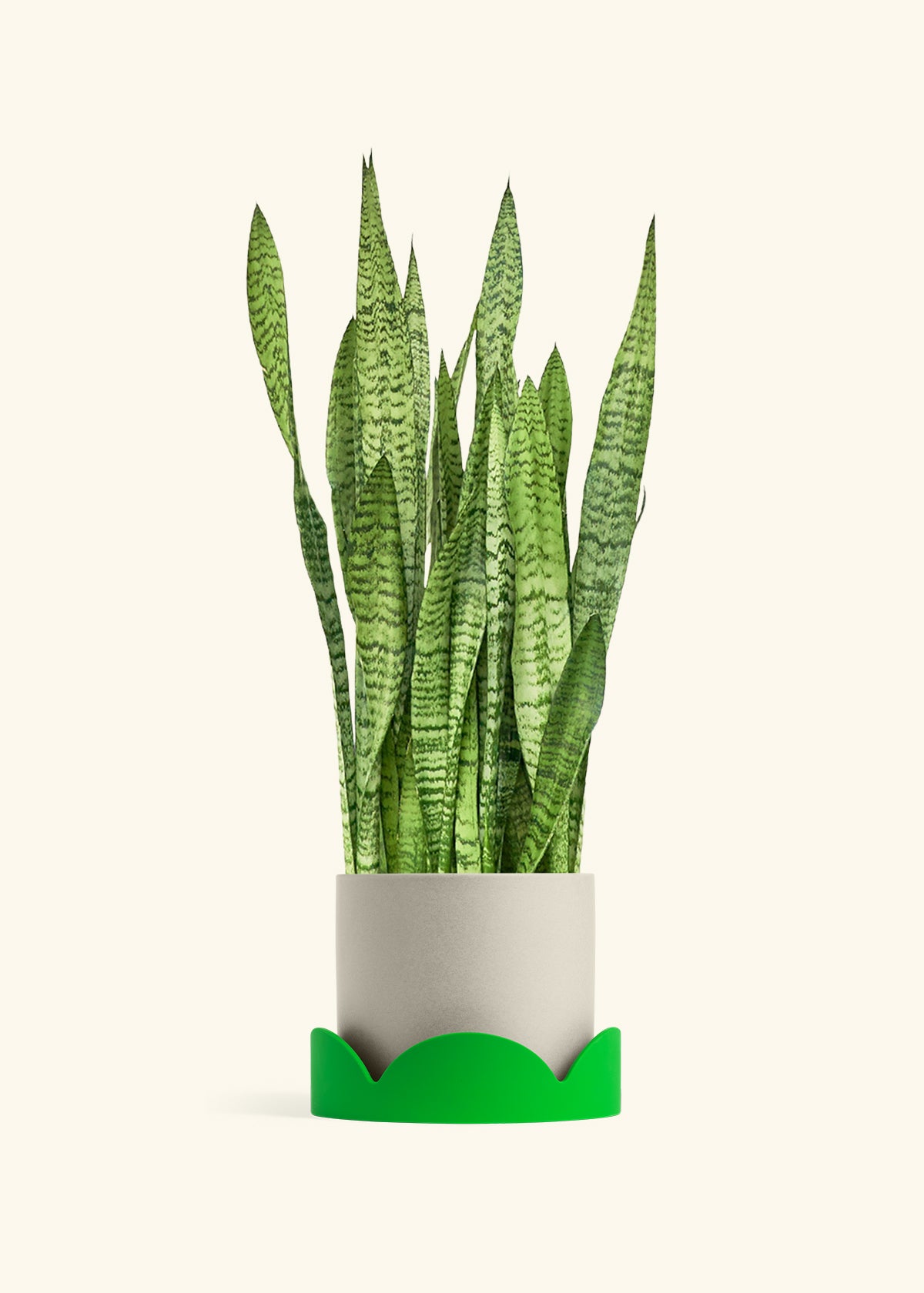 Snake Plant Zeylanica in a 10 inches Oat Classic Cylinder Planter in a Shamrock Petal Drip Tray