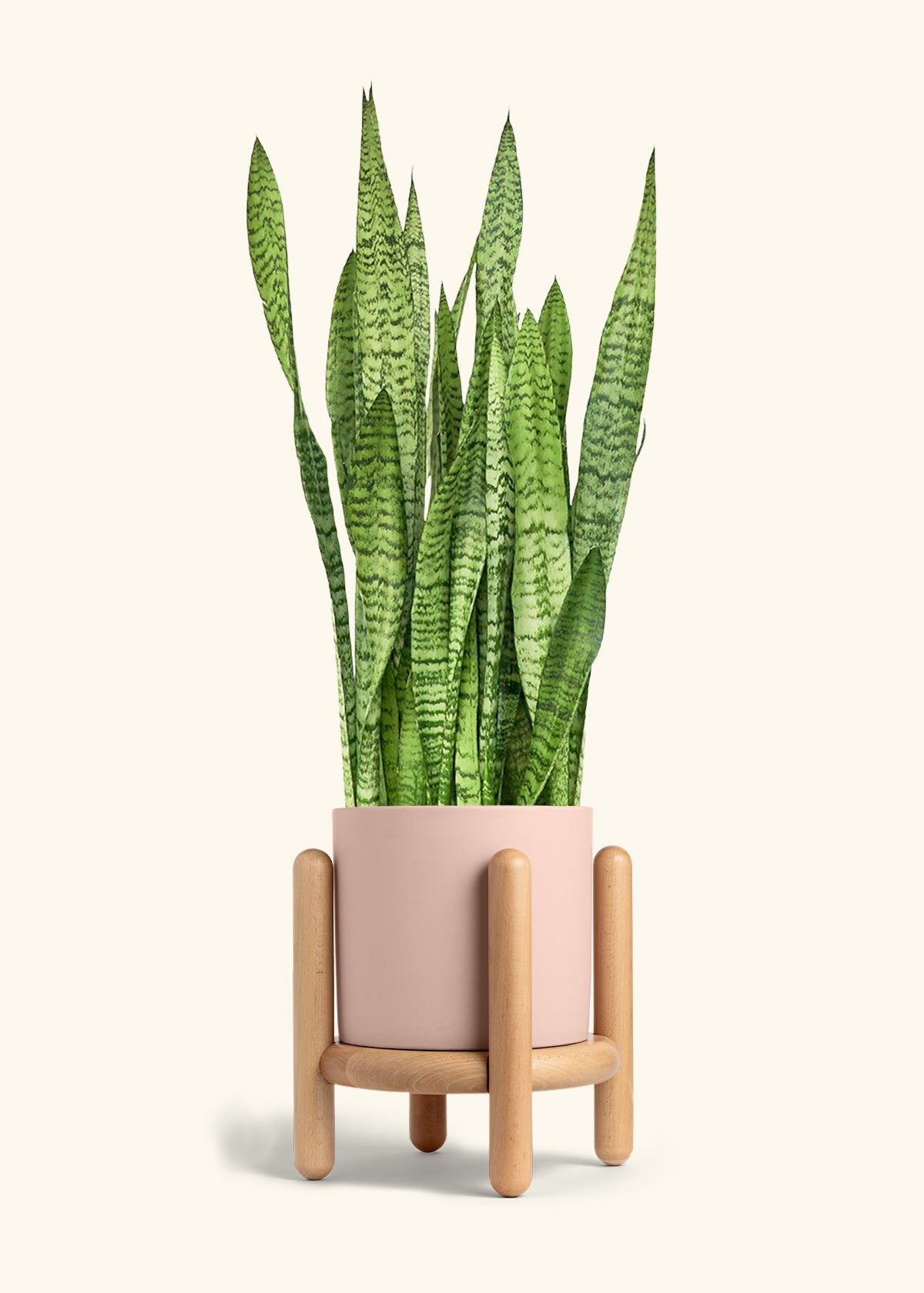 Snake Plant Zeylanica in a 10 inches Pink Classic Cylinder Planter in a Beech Wood Stand