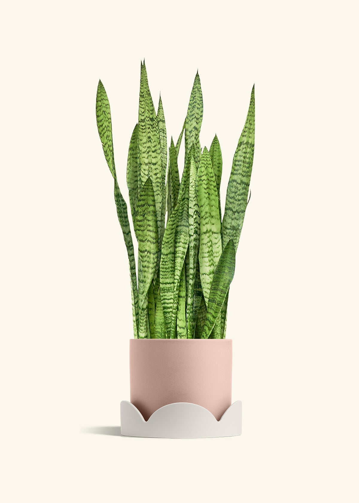 Snake Plant Zeylanica in a 10 inches Pink Classic Cylinder Planter in a Oat Petal Drip Tray