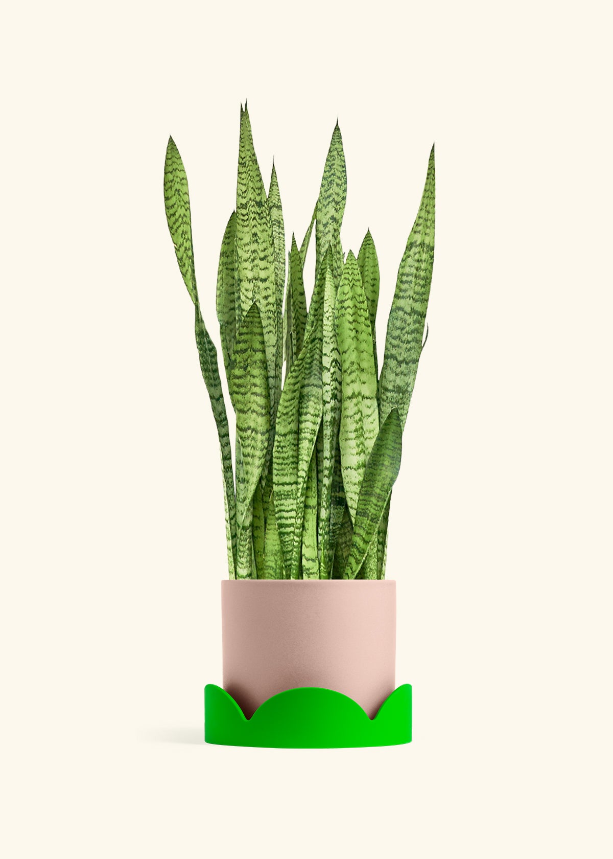 Snake Plant Zeylanica in a 10 inches Pink Classic Cylinder Planter in a Shamrock Petal Drip Tray