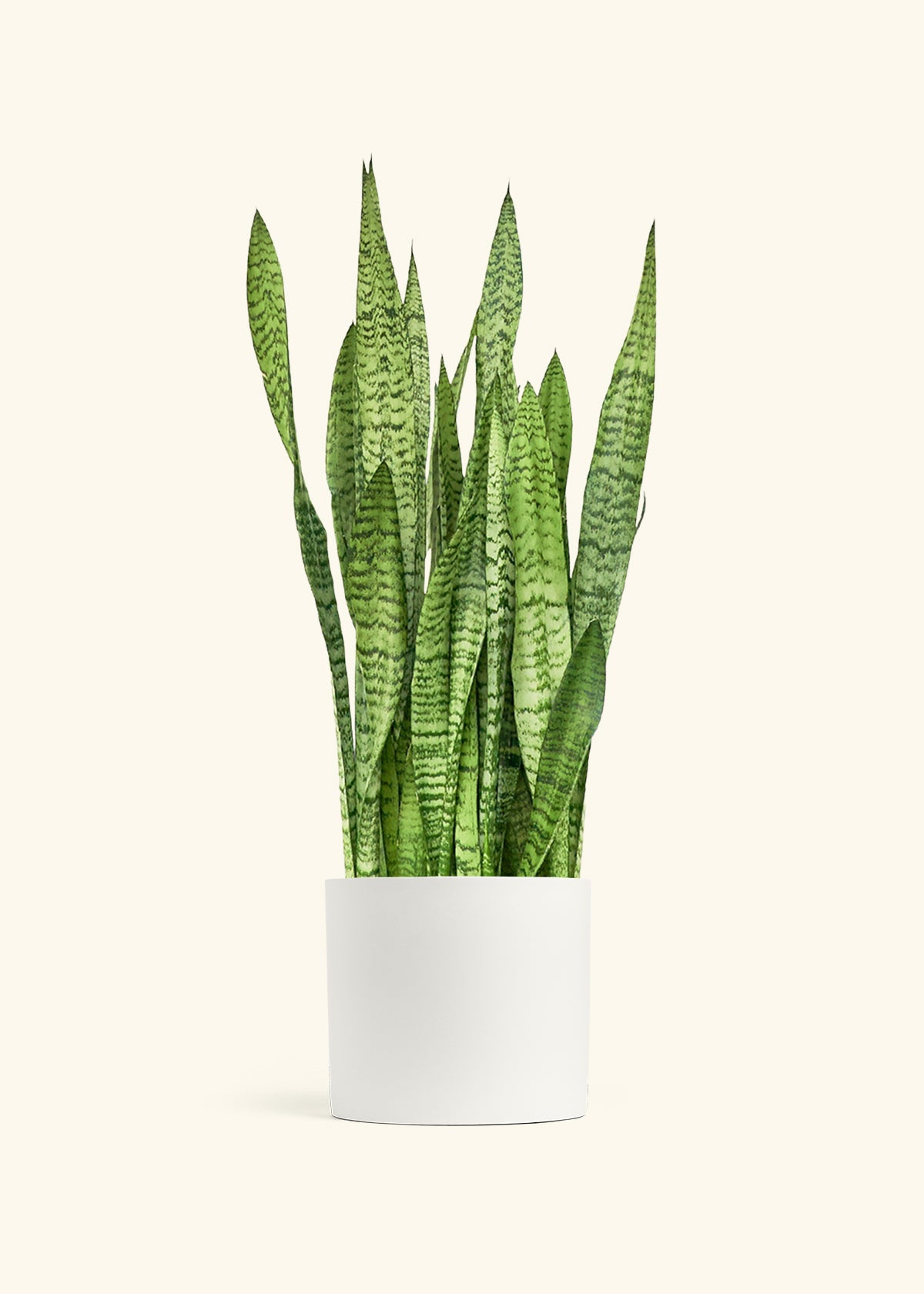 Snake Plant Zeylanica in a 10 inches White Classic Cylinder Planter