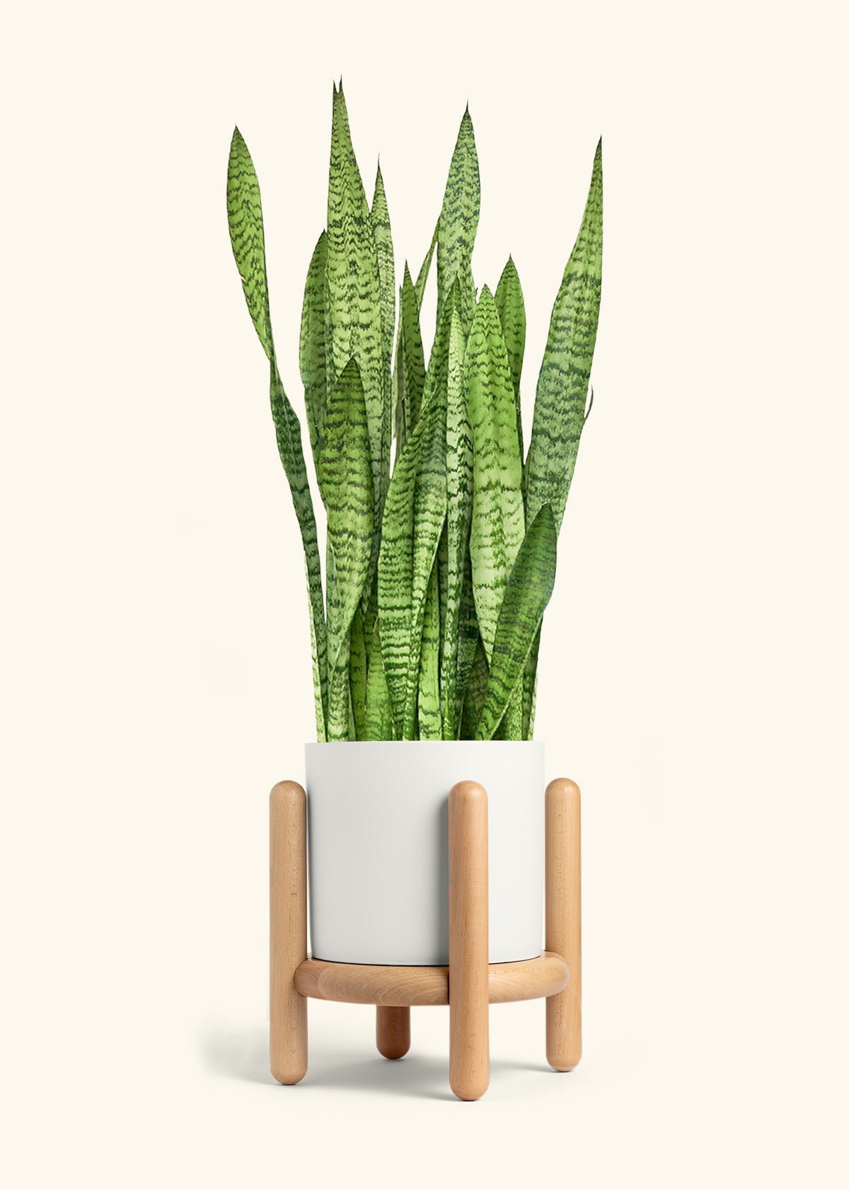 Snake Plant Zeylanica in a 10 inches White Classic Cylinder Planter in a Beech Wood Stand