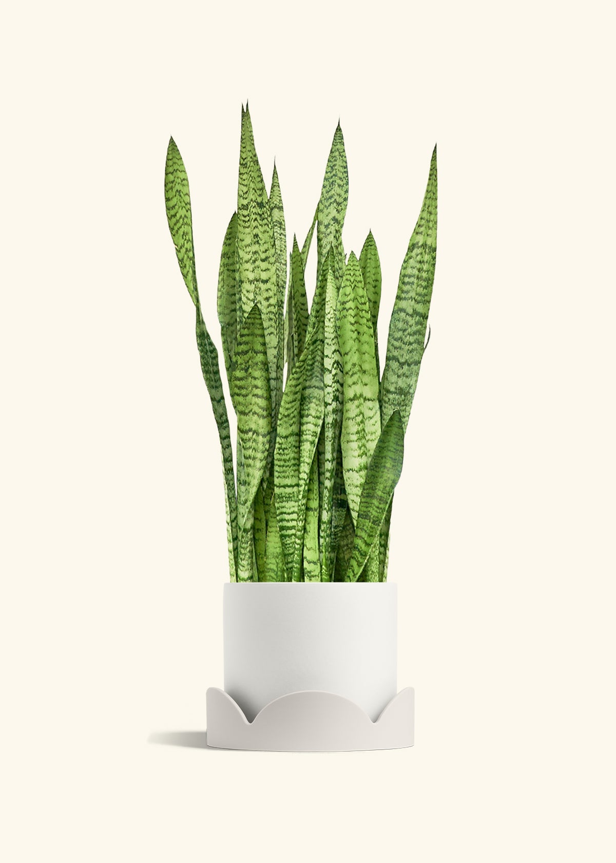 Snake Plant Zeylanica in a 10 inches White Classic Cylinder Planter in a Oat Petal Drip Tray
