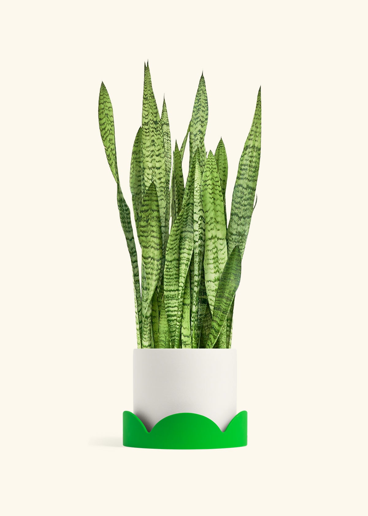 Snake Plant Zeylanica in a 10 inches White Classic Cylinder Planter in a Shamrock Petal Drip Tray