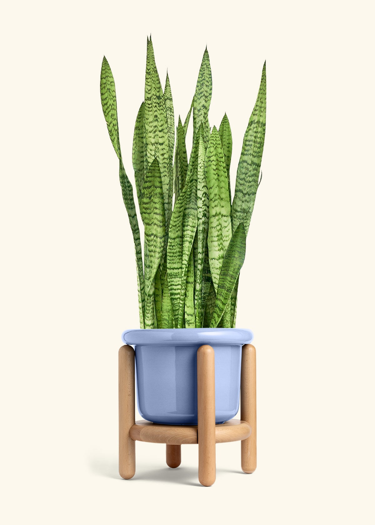Snake Plant Zeylanica in a 10 inches Fat Lip Blue Planter in a Beech Wood Stand