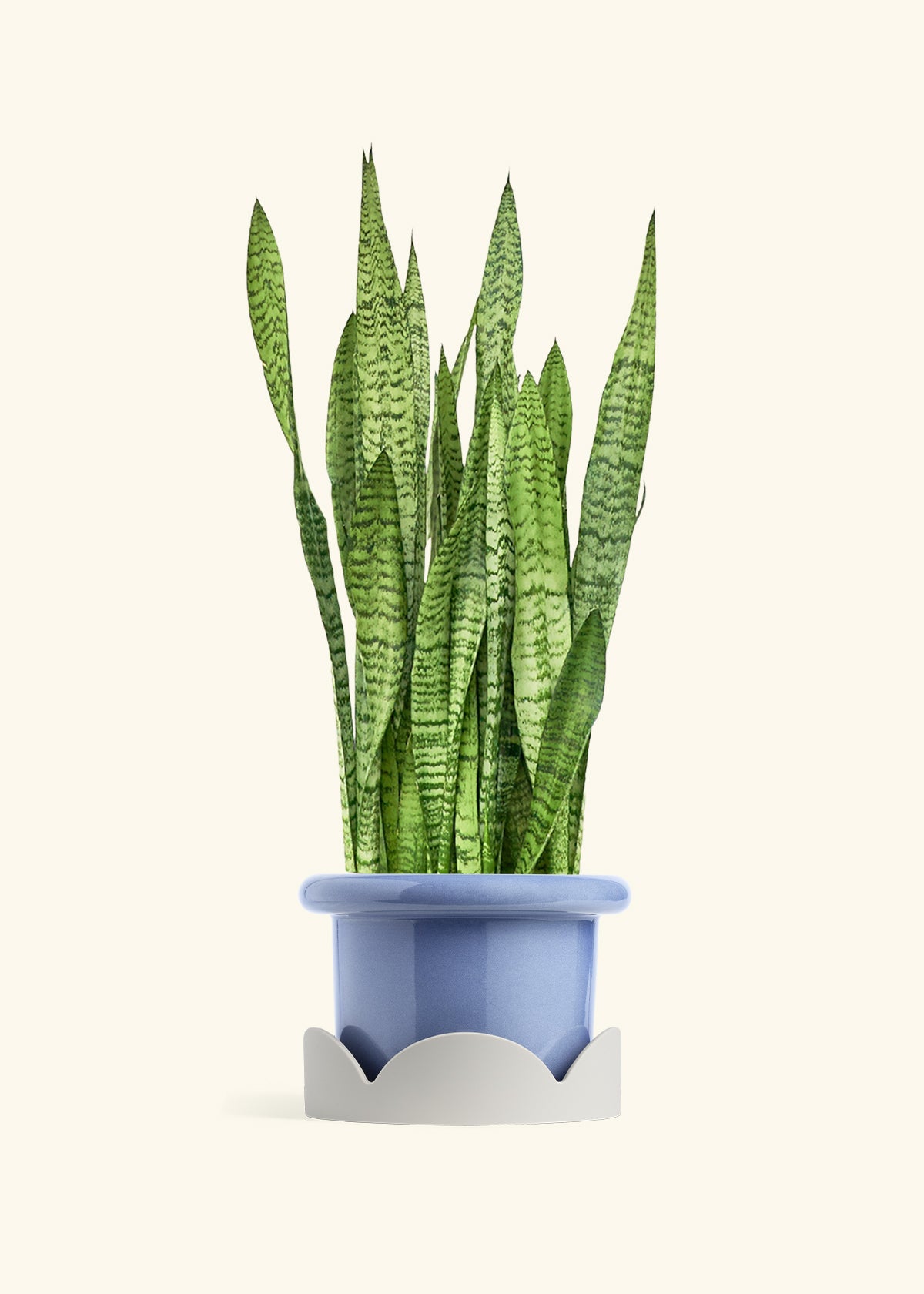 Snake Plant Zeylanica in a 10 inches Fat Lip Blue Planter in a Oat Petal Drip Tray