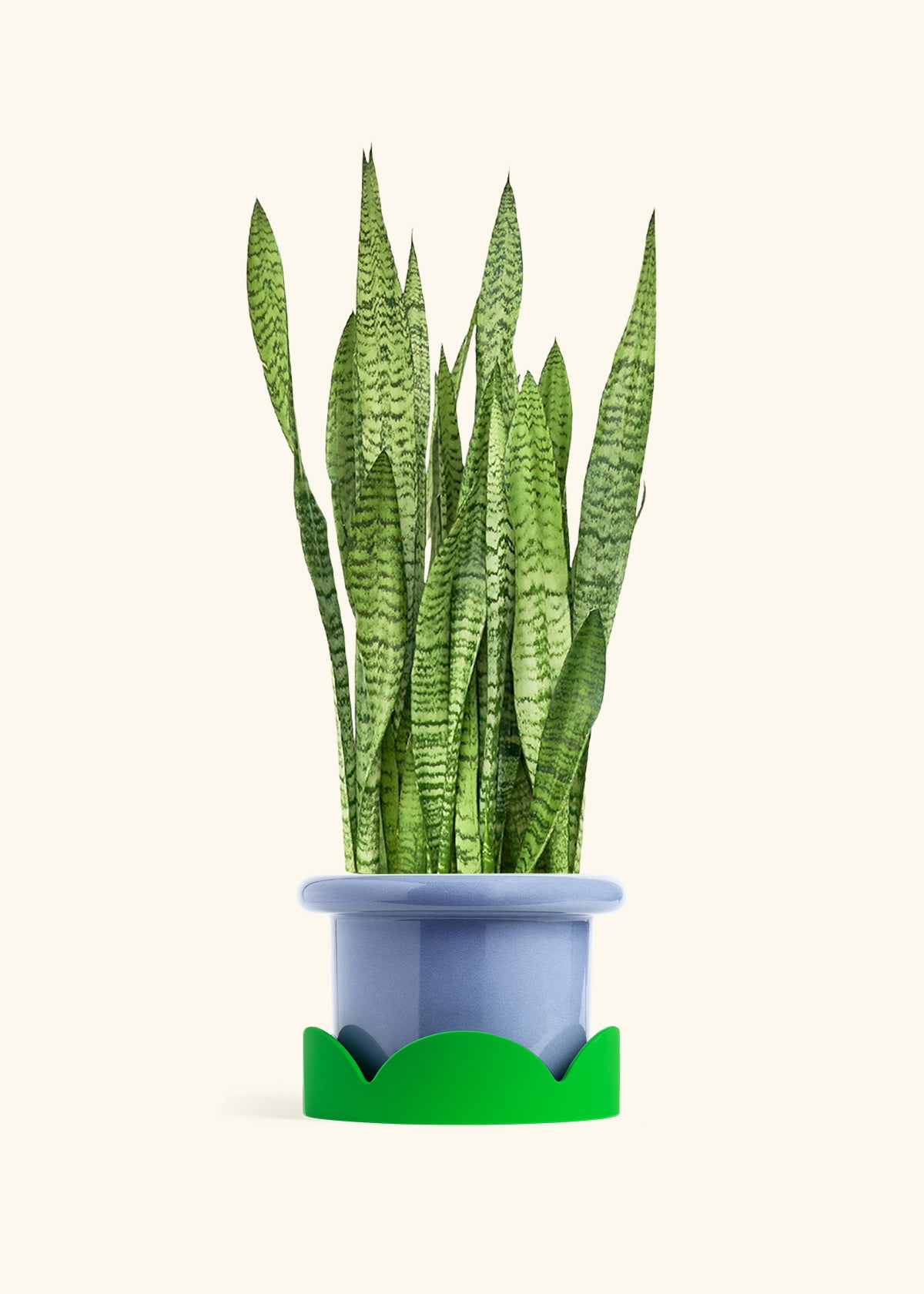 Snake Plant Zeylanica in a 10 inches Fat Lip Blue Planter in a Shamrock Petal Drip Tray