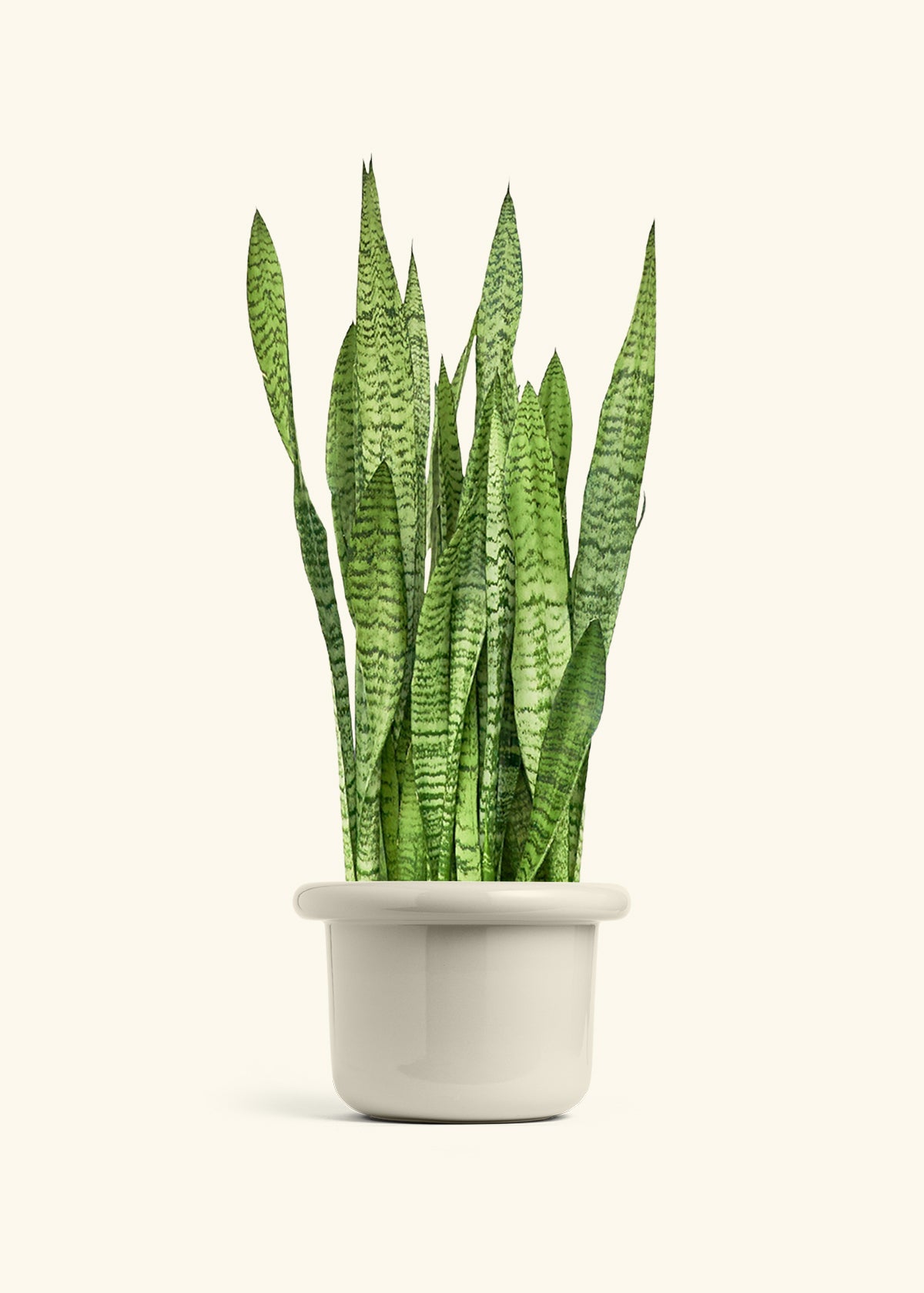 Snake Plant Zeylanica in a 10 inches Fat Lip Oat Planter