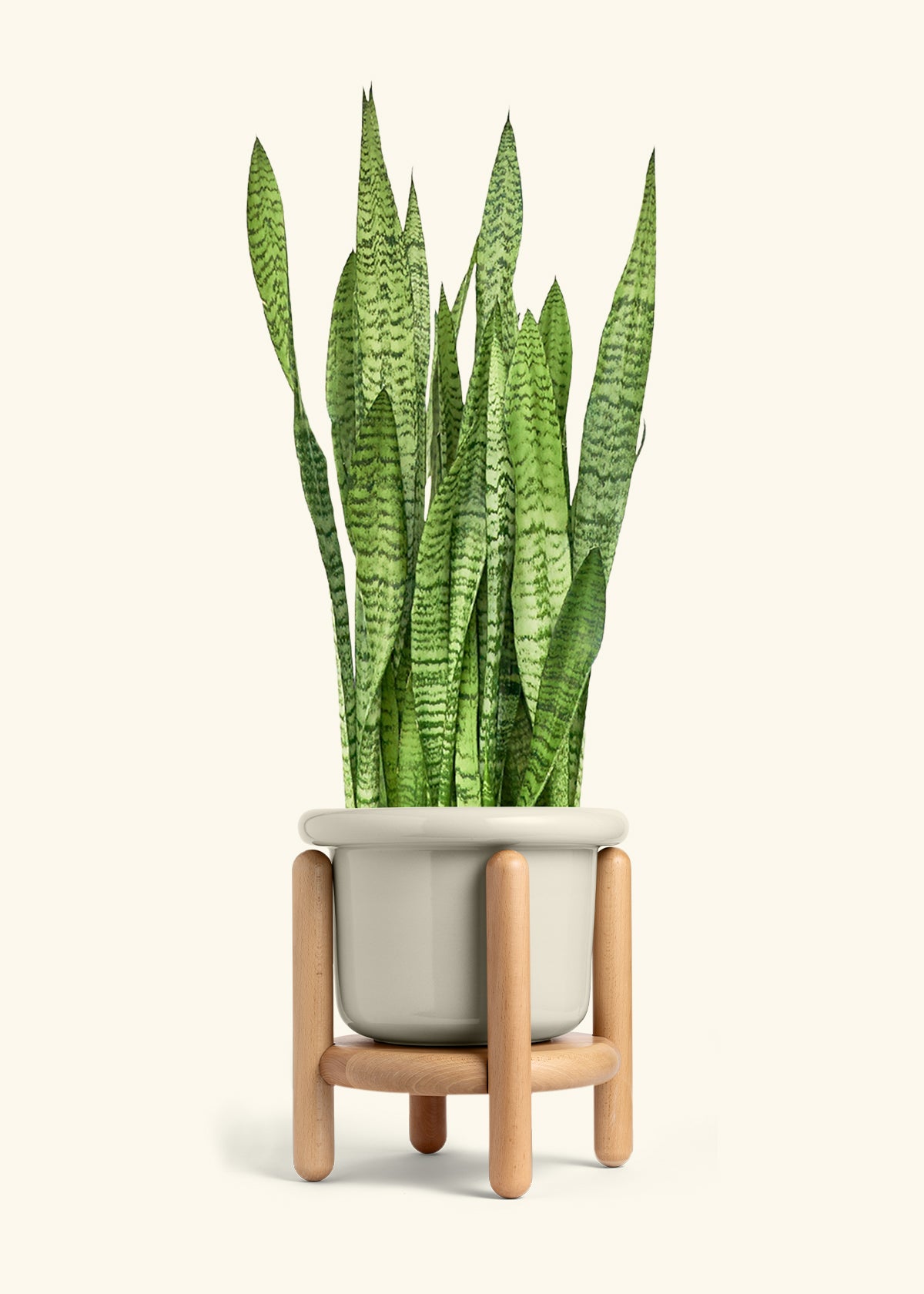 Snake Plant Zeylanica in a 10 inches Fat Lip Oat Planter in a Beech Wood Stand