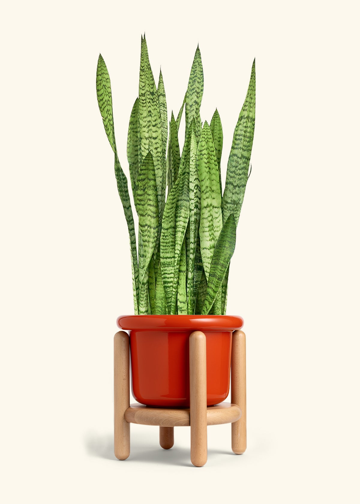 Snake Plant Zeylanica in a 10 inches Fat Lip Red Planter in a Beech Wood Stand