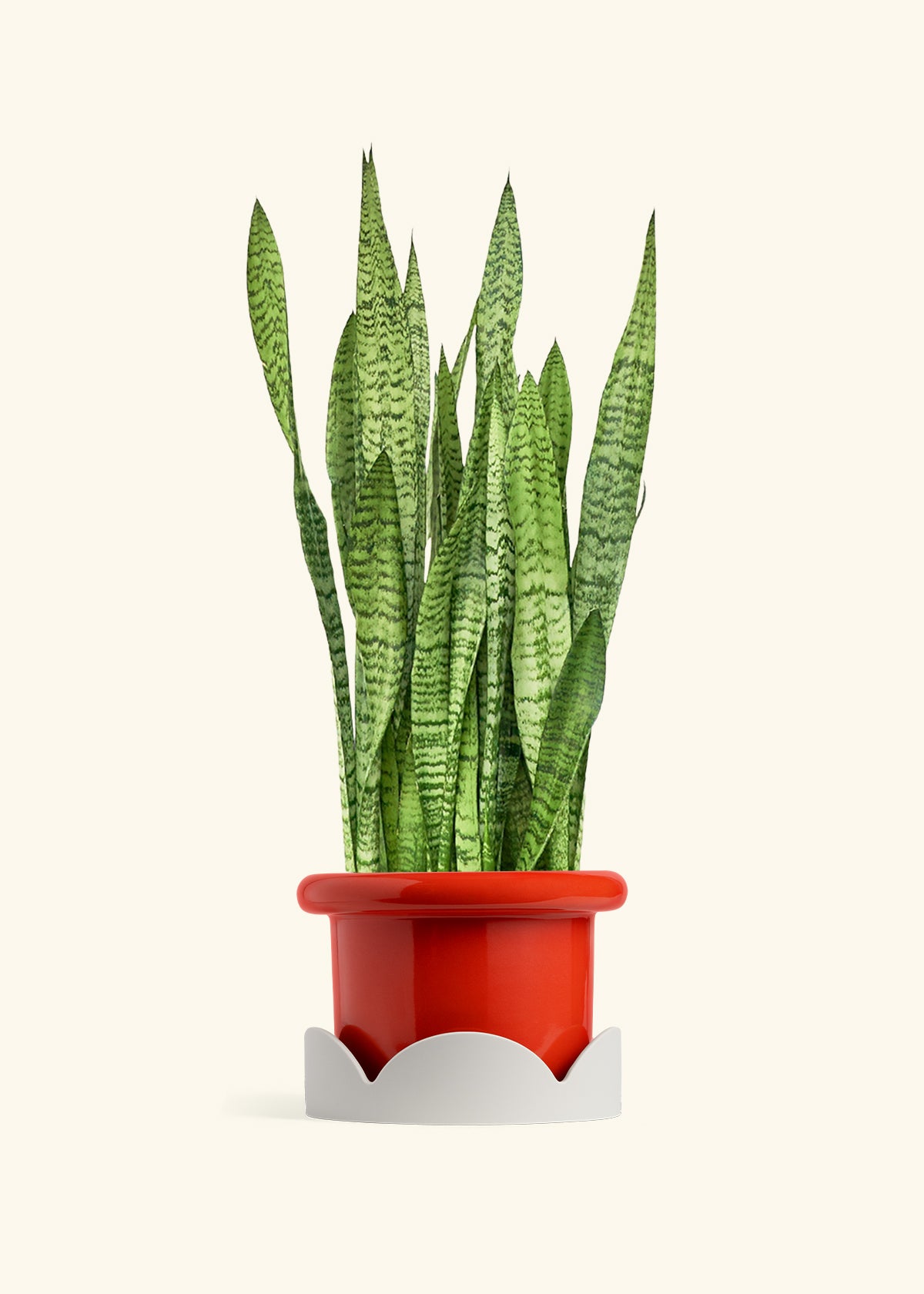 Snake Plant Zeylanica in a 10 inches Fat Lip Red Planter in a Oat Petal Drip Tray