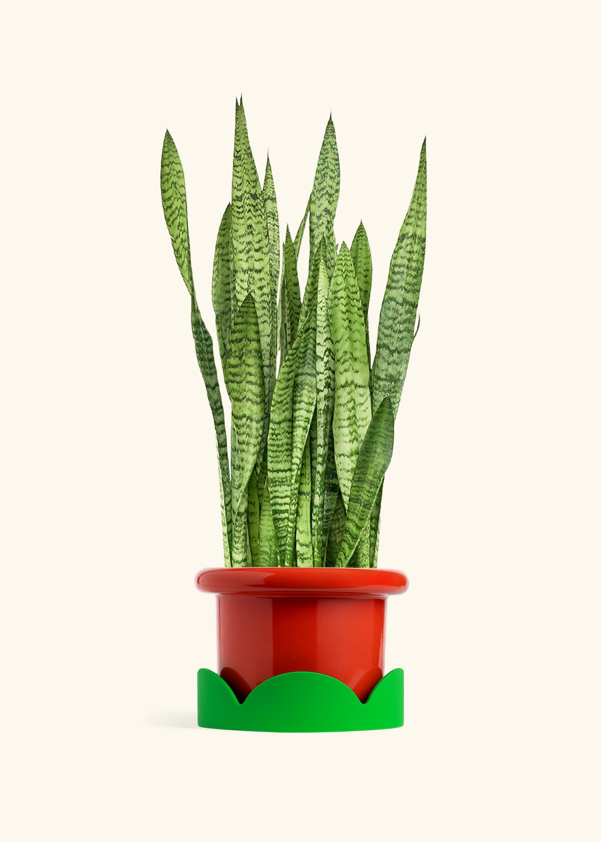 Snake Plant Zeylanica in a 10 inches Fat Lip Red Planter in a Shamrock Petal Drip Tray