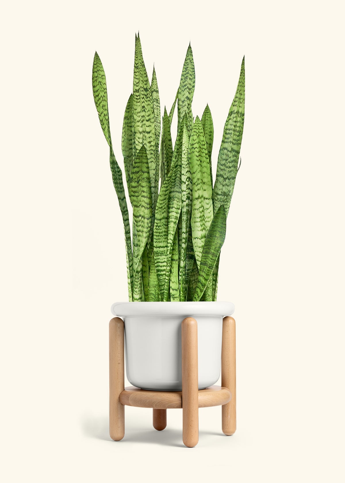 Snake Plant Zeylanica in a 10 inches Fat Lip White Planter in a Beech Wood Stand
