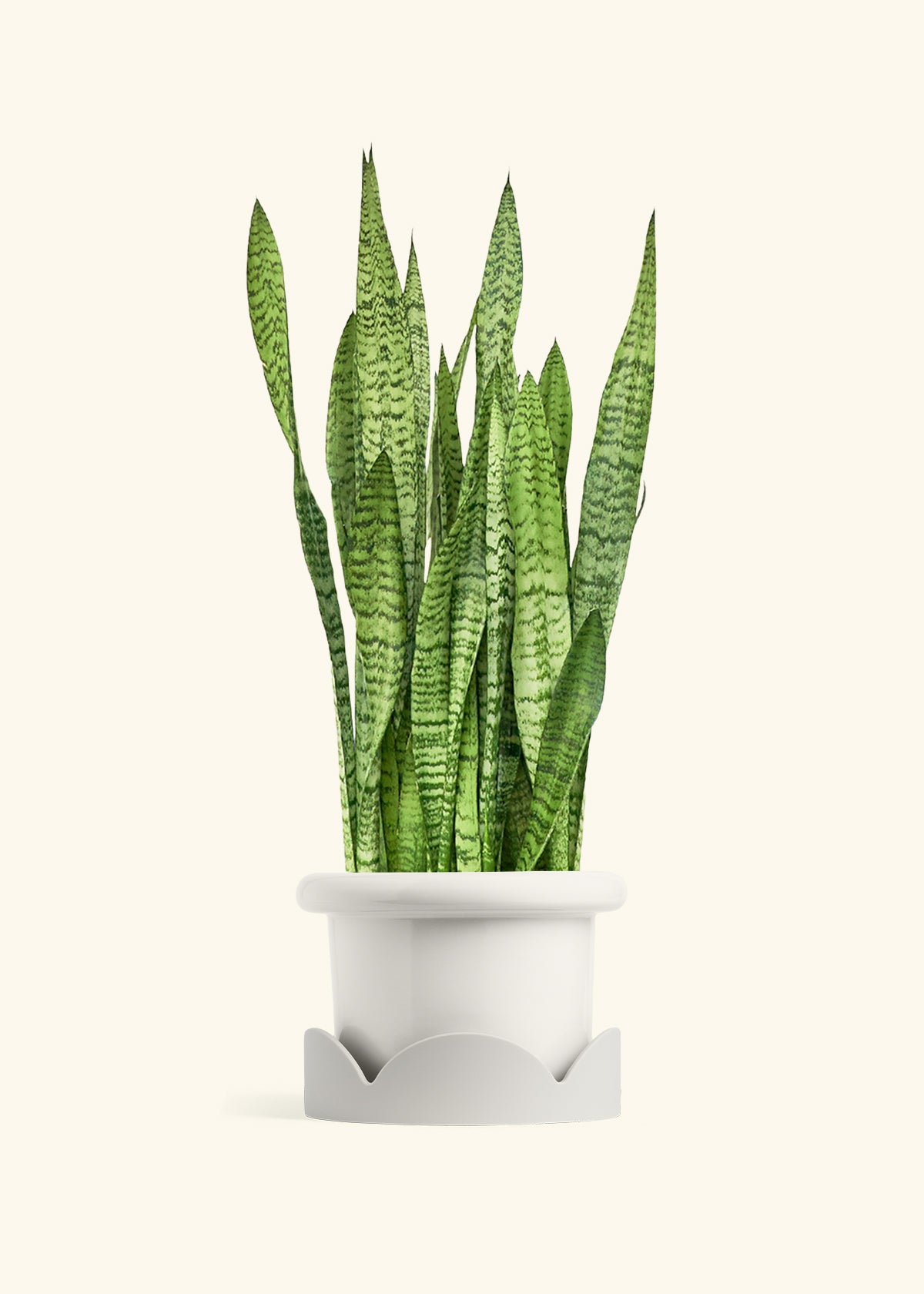 Snake Plant Zeylanica in a 10 inches Fat Lip White Planter in a Oat Petal Drip Tray