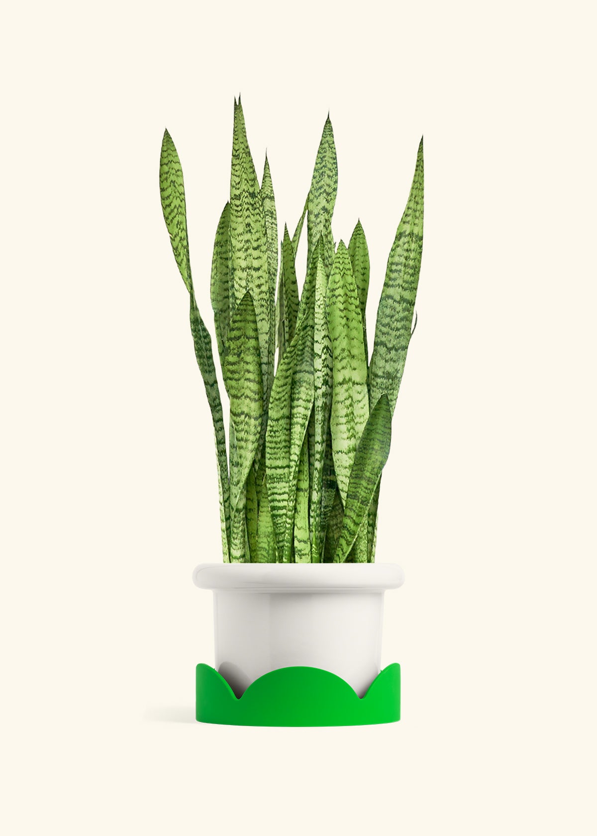 Snake Plant Zeylanica in a 10 inches Fat Lip White Planter in a Shamrock Petal Drip Tray